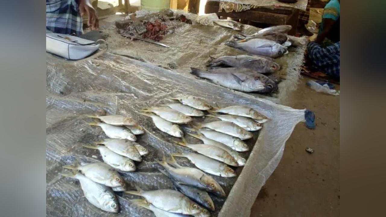 Price of the fish basket is still high Price of the fish basket is still high