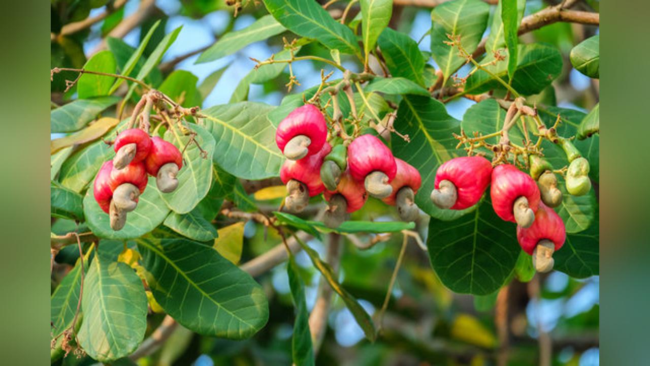 Upper Nuimi Cashew Farmers Urges Government To Set Prices For The Year’s Sale Upper Nuimi Cashew Farmers Urges Government To Set Prices For The Year’s Sale