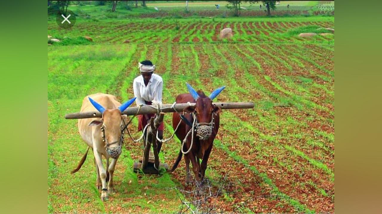 Farming for 40 years: Bah laments lack of storage facilities for farmers Farming for 40 years: Bah laments lack of storage facilities for farmers