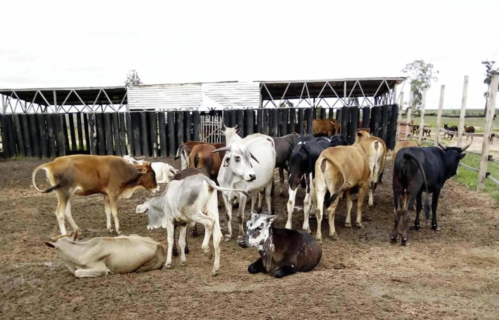 Livestock Theft on Increase in Parts of WCR-Sources Livestock Theft on Increase in Parts of WCR-Sources