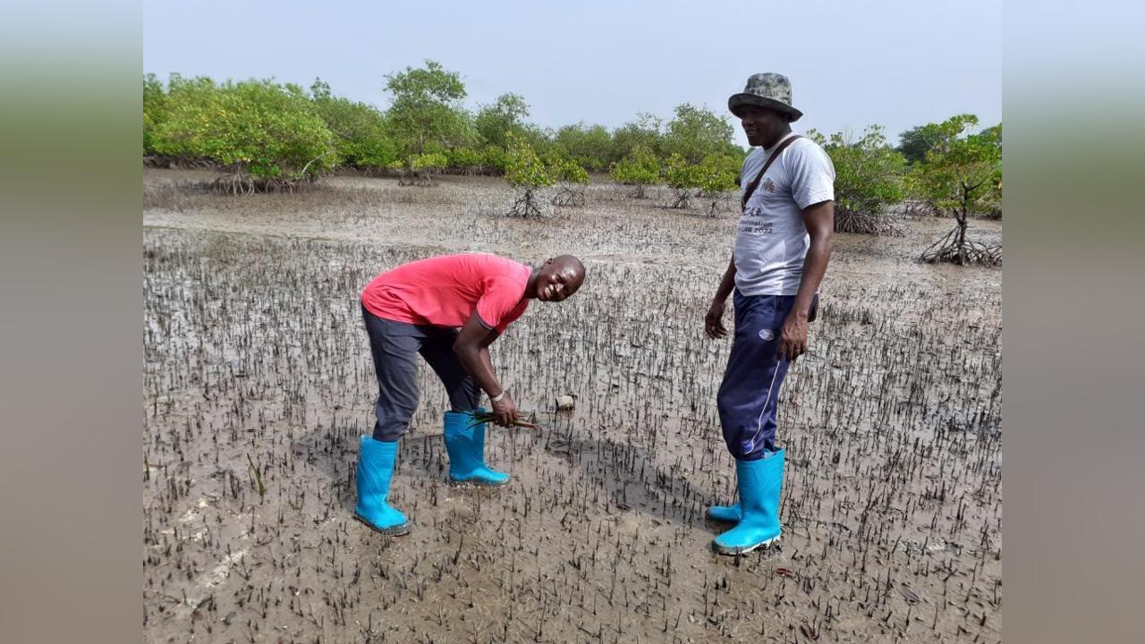 Mangroves have local impact with global benefits Mangroves have local impact with global benefits
