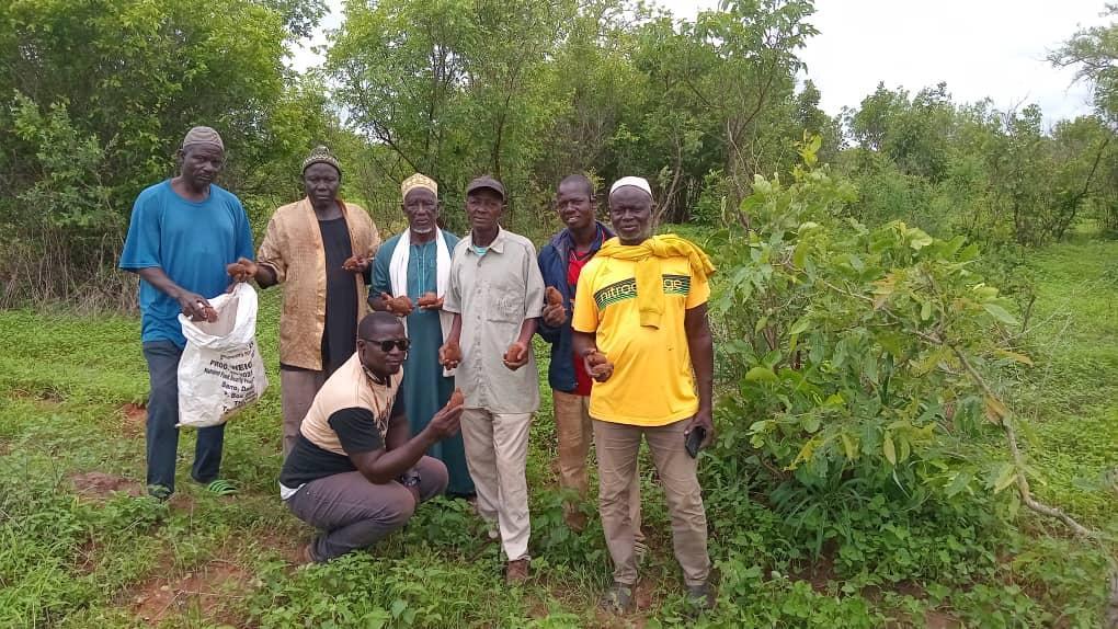 Dobo Joint Forest Park Management Sows 5000 Rhum Palm Seeds Dobo Joint Forest Park Management Sows 5000 Rhum Palm Seeds