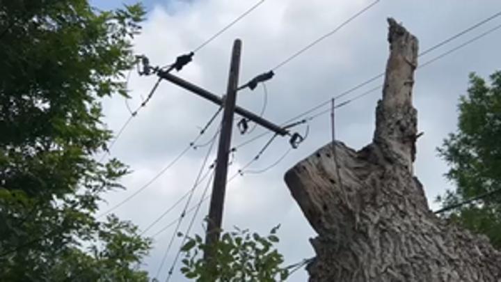 Teen Electrocuted while Cutting Tree Near High-Tension Power Lines Teen Electrocuted while Cutting Tree Near High-Tension Power Lines