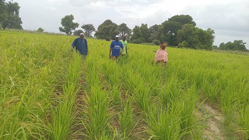 Farmers Demand Higher Groundnut Prices and Praise Support Farmers Demand Higher Groundnut Prices and Praise Support