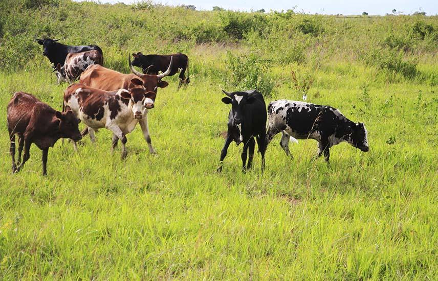 West Africa'S Trade Monitoring System Collapse Threatens Food Security West Africa'S Trade Monitoring System Collapse Threatens Food Security