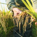 Farmers Optimistic of Bumper Harvest in 2025 Cropping Season Farmers Optimistic of Bumper Harvest in 2025 Cropping Season