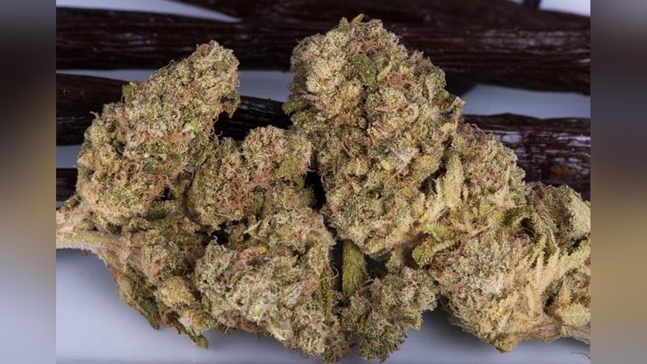 Kush Killed 14 People in Gambia in 2024 – Officials Kush Killed 14 People in Gambia in 2024 – Officials