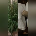 DLEAG Arrests Multiple Suspects for Drug-Related Offences DLEAG Arrests Multiple Suspects for Drug-Related Offences