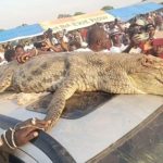 Crocodile Gift to President Barrow Sparks Outrage Crocodile Gift to President Barrow Sparks Outrage