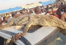 Crocodile Gift to President Barrow Sparks Outrage Crocodile Gift to President Barrow Sparks Outrage