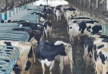 Factory Farming in Africa: Development Banks’ Misguided Support Factory Farming in Africa: Development Banks' Misguided Support