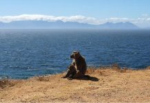 Managing Conflict between Baboons and People Managing Conflict between Baboons and People