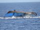 Seven Dead and Many Rescued after Boat Capsizes Seven Dead and Many Rescued after Boat Capsizes