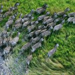 Hot Weather Thickens Blood in African Striped Mice Hot Weather Thickens Blood in African Striped Mice