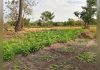 Women Vegetable Gardeners in Sanyang Seek Support Women Vegetable Gardeners in Sanyang Seek Support