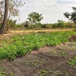 Women Vegetable Gardeners in Sanyang Seek Support Women Vegetable Gardeners in Sanyang Seek Support