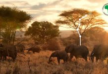 AGES Exclusive: Nature Credits Hold Great Potential for Africa AGES Exclusive: Nature Credits Hold Great Potential for Africa