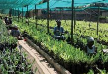 Agriculture Fast Track Fund to launch 17 new projects