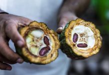 Chocolate Gold: Ivory Coast and Ghana set a fixed price for cocoa