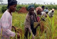 Rice farmers receive over 2,000 bags subsidized fertilizer