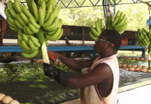 Maintain tariffs on Latin American imports – African banana producers urge EU