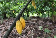 We’ll promote cocoa plantation development – COCOBOD