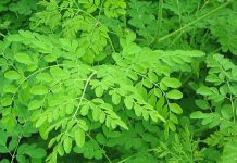 The numerous benefits derived from the Moringa tree The numerous benefits derived from the Moringa tree