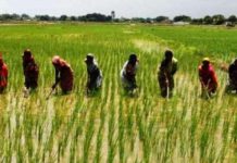 Rice farmers in Tolon district benefits from the MAG program Rice farmers in Tolon district benefits from the MAG program