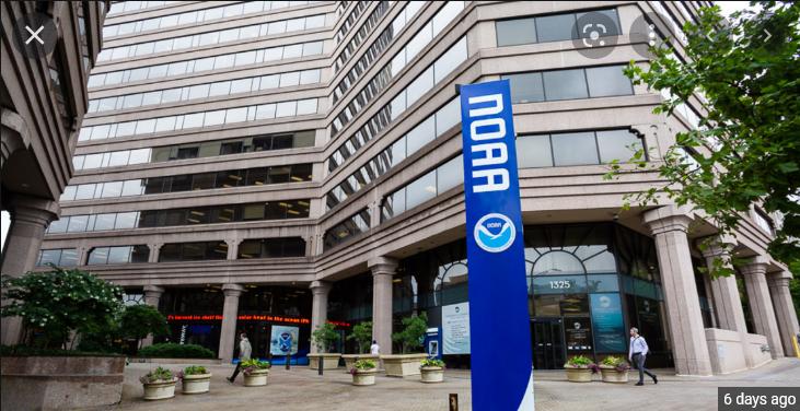 Feds consider protections for Atlantic humpback dolphins Feds consider protections for Atlantic humpback dolphins