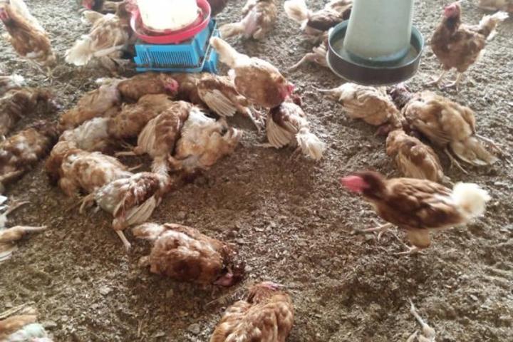 Avian Influenza kills 1,015 birds at Bethlehem
