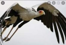 Drastic decline in Kenyan birds of prey has scientists worried Drastic decline in Kenyan birds of prey has scientists worried