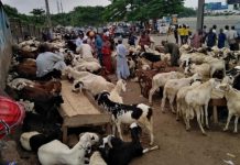 Muslims in Kumasi lament over high cost of livestock ahead of Eid-ul-adha Muslims in Kumasi lament over high cost of livestock ahead of Eid-ul-adha