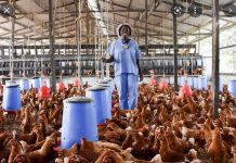 Poultry farmers demand policy to promote industry Poultry farmers demand policy to promote industry