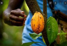 Ghanaian, Ivorian cocoa yield in doubt as farmers shun costly fertilisers Ghanaian, Ivorian cocoa yield in doubt as farmers shun costly fertilisers