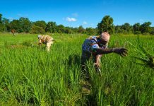 Africa struggling to reduce dependency on imported Indian rice Africa struggling to reduce dependency on imported Indian rice