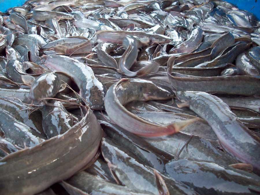 Demand for catfish increased sharply – farmer Demand for catfish increased sharply – farmer
