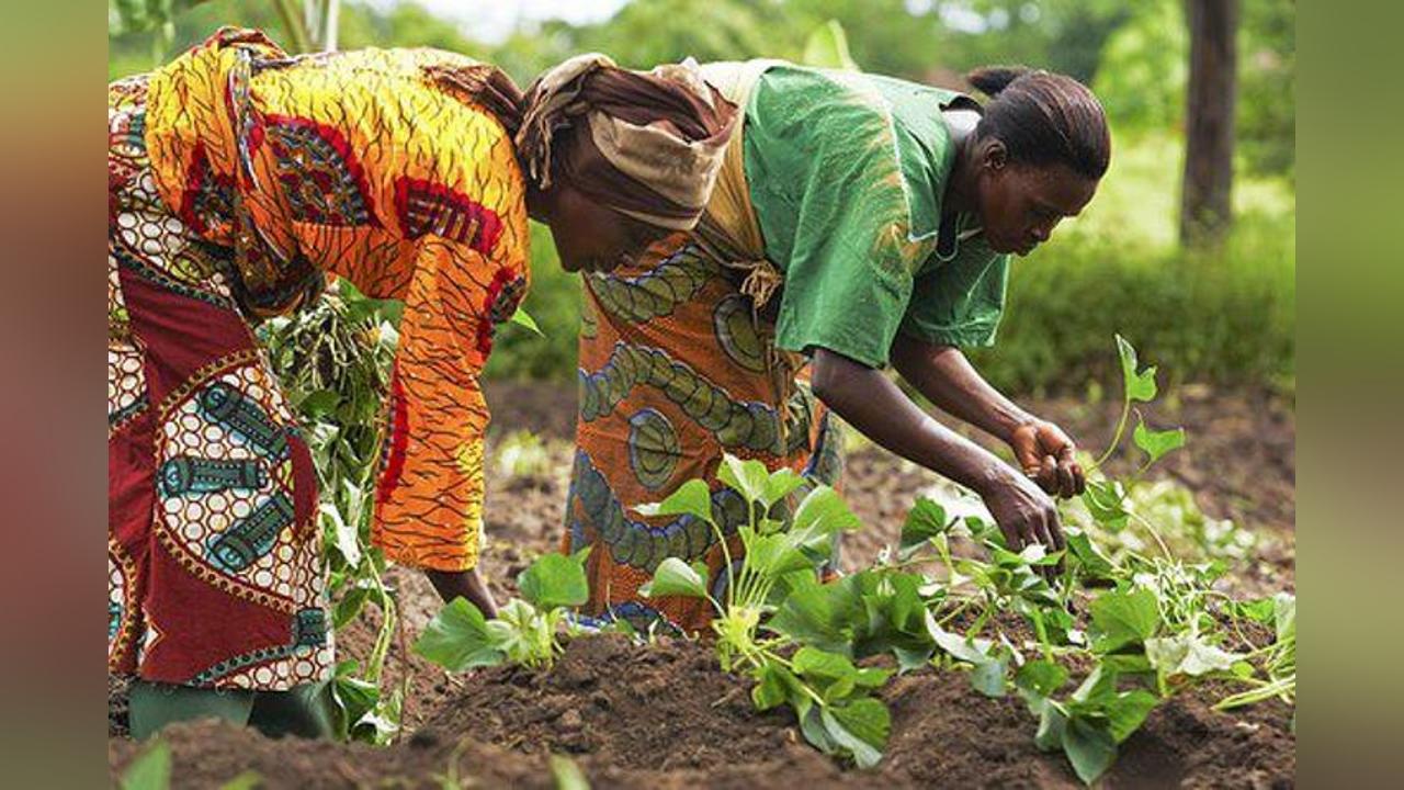 Nyariga: Women farmers call for empowerment to boost production Nyariga: Women farmers call for empowerment to boost production