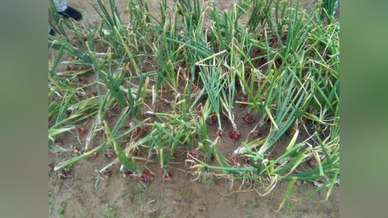 Oforikrom Assembly spearheads research into new varieties of onion