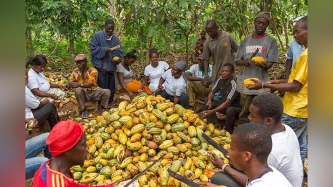 Stop selling your cocoa farms for galamsey – Farmers told Stop selling your cocoa farms for galamsey – Farmers told
