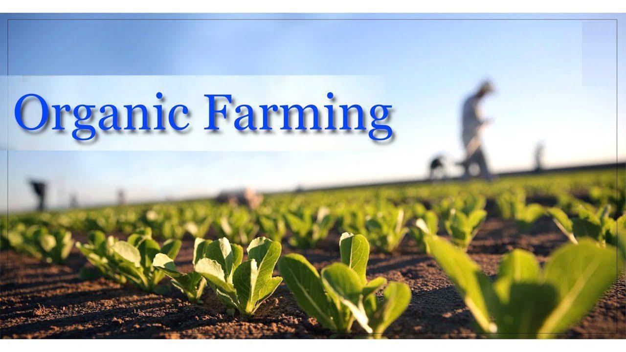 ReDIAL Project: Techiman farmers sensitised on soil fertility, organic farming ReDIAL Project: Techiman farmers sensitised on soil fertility, organic farming