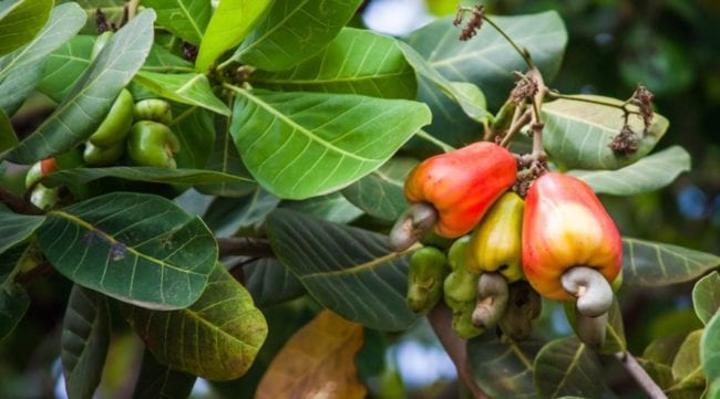 Address unstable cashew price – Best farmer urges government Address unstable cashew price – Best farmer urges government