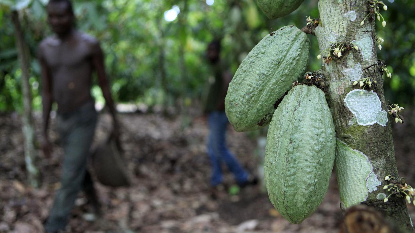 COCOBOD Manager intensifies field tours in Western South Region COCOBOD Manager intensifies field tours in Western South Region