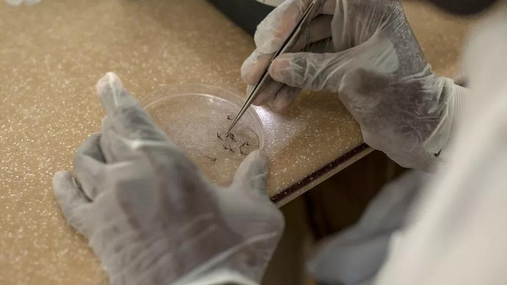 New malaria vaccine gets green light from Ghanaian authorities New malaria vaccine gets green light from Ghanaian authorities