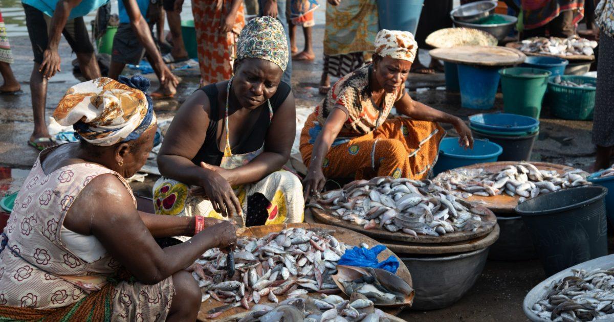 Fishing closed season improves fish stock, food income – Survey Fishing closed season improves fish stock, food income – Survey