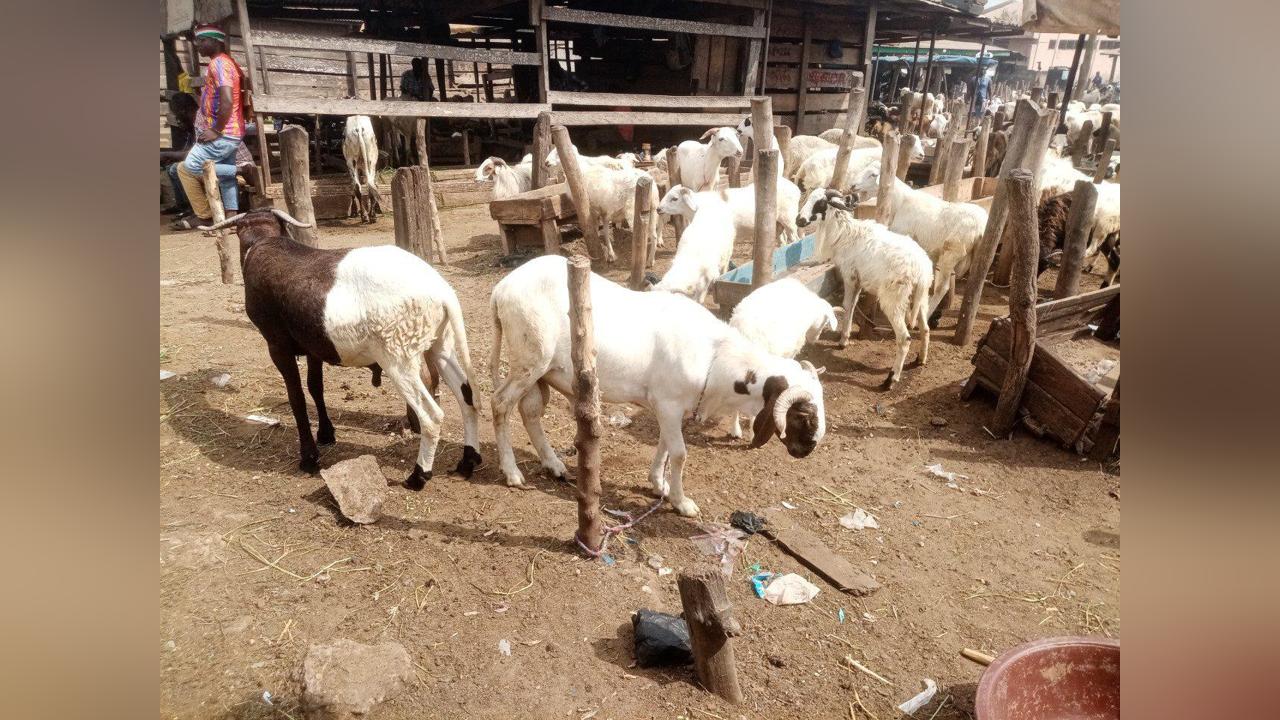 Abidjan to Host the 2nd Edition of the West African Livestock and Meat Exhibition Abidjan to Host the 2nd Edition of the West African Livestock and Meat Exhibition