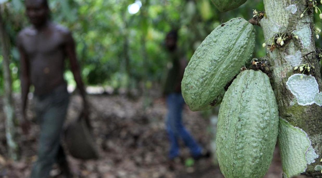 Women farmers in cocoa cooperatives graduate Women farmers in cocoa cooperatives graduate