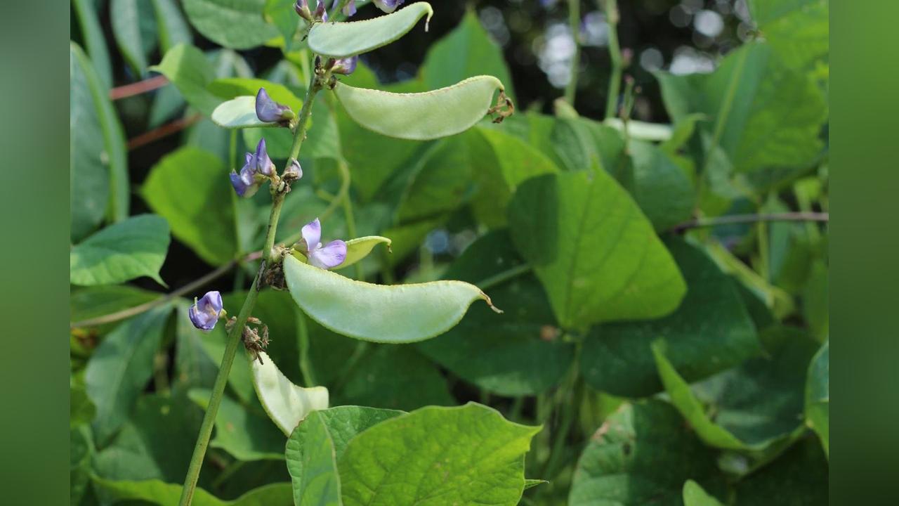 New bean genome unveils potential to boost food security and resilience in drought-prone regions New bean genome unveils potential to boost food security and resilience in drought-prone regions
