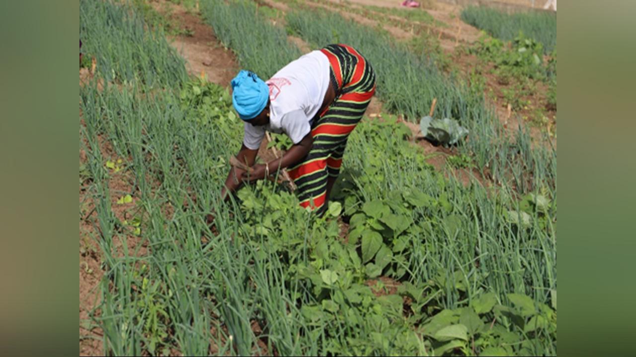 Reaping the rewards of agricultural investment, better productivity, improving lives Reaping the rewards of agricultural investment, better productivity, improving lives