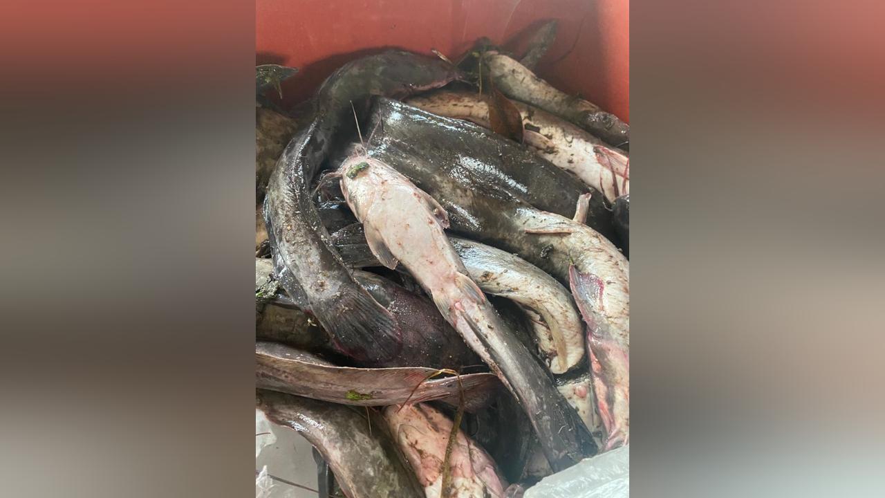 Information on Ghana’s fisheries sector for public access is opaque – FiTI Information on Ghana’s fisheries sector for public access is opaque – FiTI