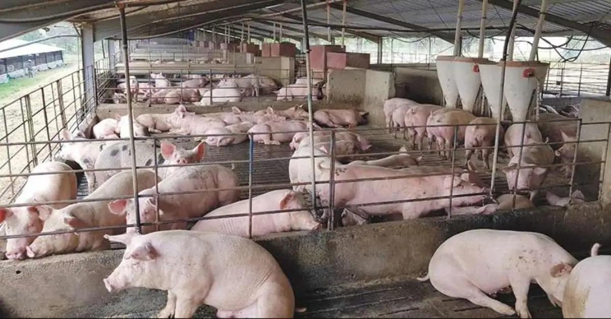 SamGyi Afrika Farms invests GH₵5 million in piggery SamGyi Afrika Farms invests GH₵5 million in piggery